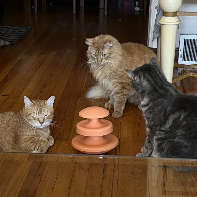 Lica's Cozy Cat Cove