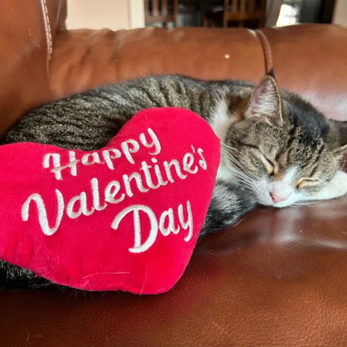 Lica's Cozy Cat Cove
