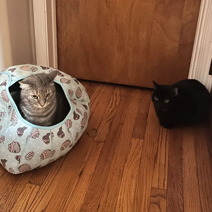 Lica's Cozy Cat Cove