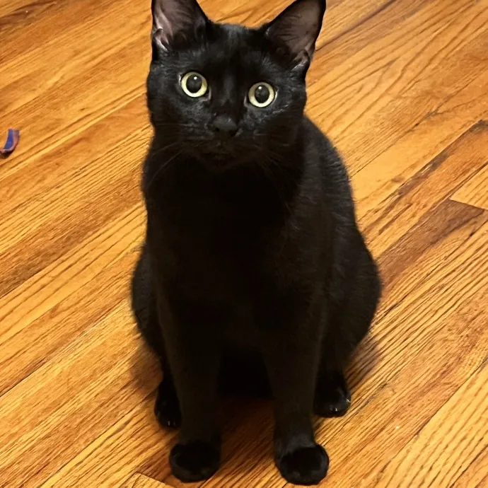 Lica's Cozy Cat Cove