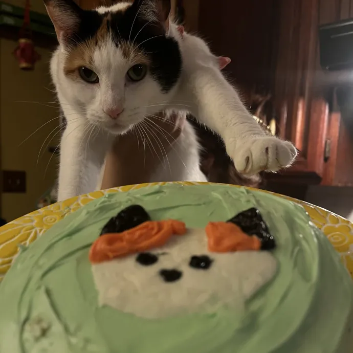 Lica's Cozy Cat Cove