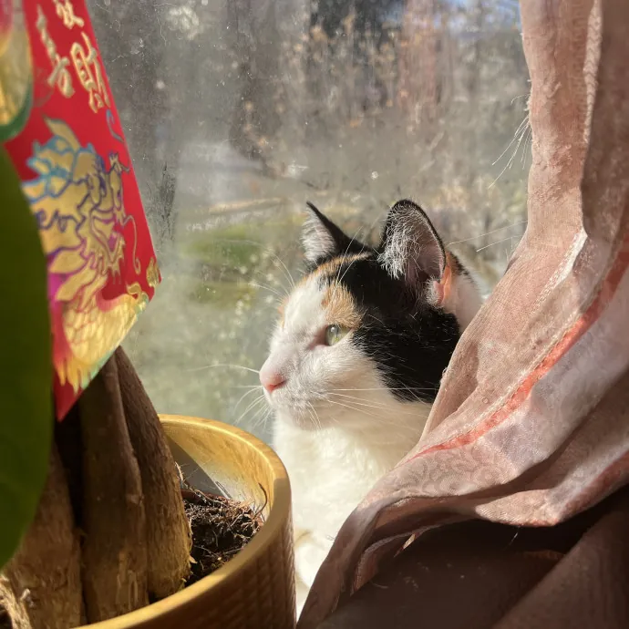 Lica's Cozy Cat Cove