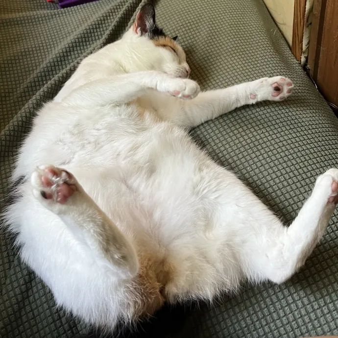 Lica's Cozy Cat Cove