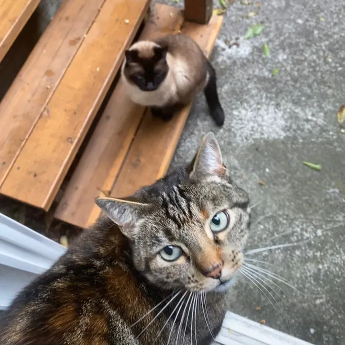 John's Purrfect Cat Sitting In Sf photo 2