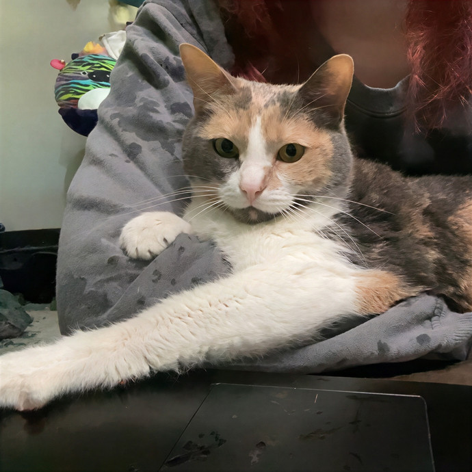 Nickol's Cat Sitting Services - Pearland
