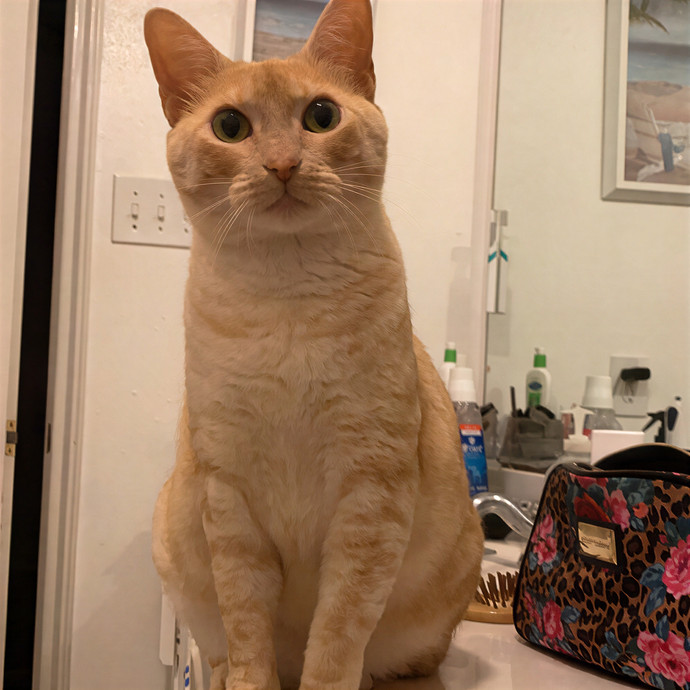 Nickol's Cat Sitting Services - Pearland