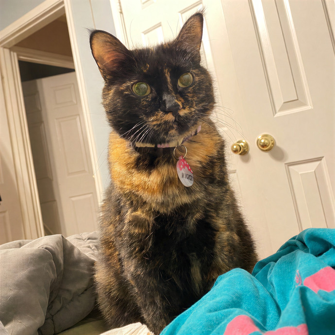 Nickol's Cat Sitting Services - Pearland photo 3