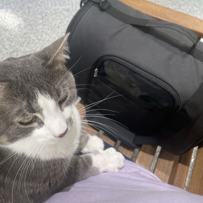 Attentive Sitter Available