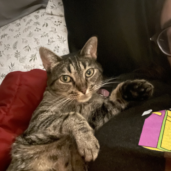 Attentive Sitter Available
