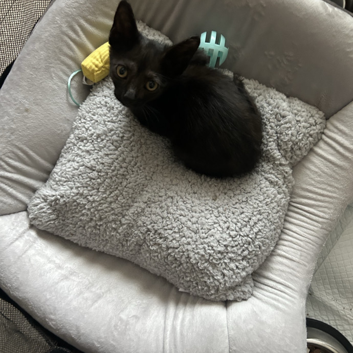 Attentive Sitter Available