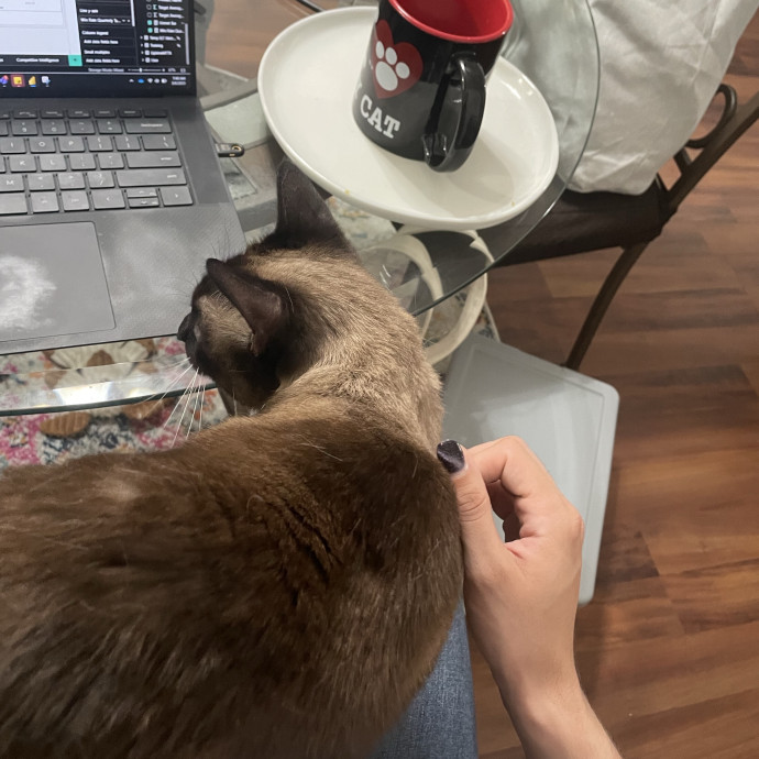 Attentive Sitter Available
