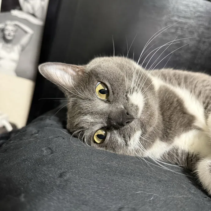 Gentle Reliable Cat Sitter