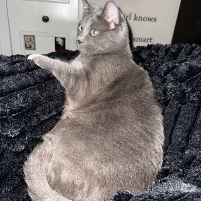 Gentle Reliable Cat Sitter