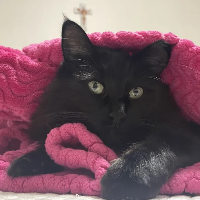 Gentle Reliable Cat Sitter