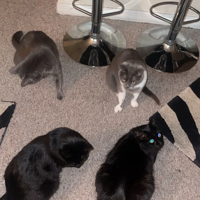 Gentle Reliable Cat Sitter