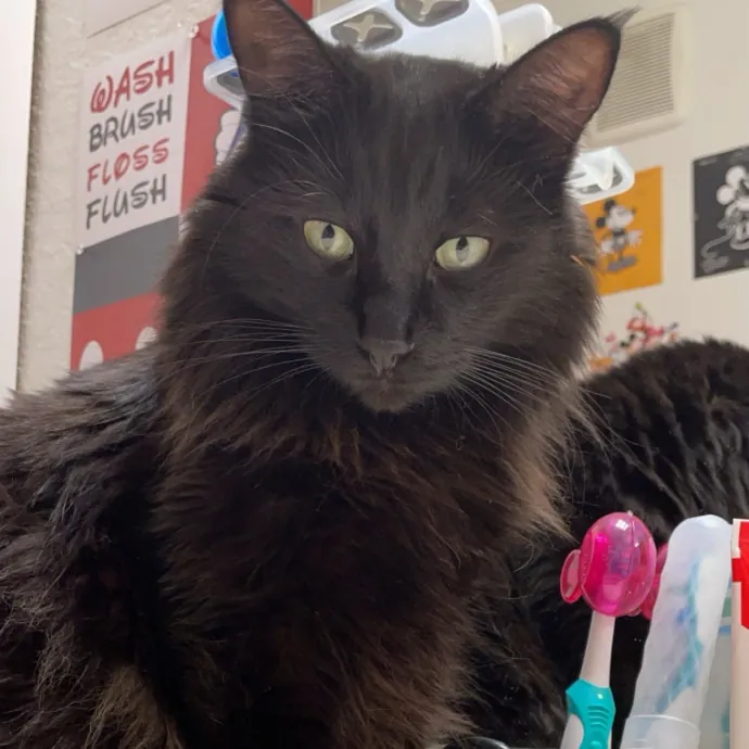 Gentle Reliable Cat Sitter