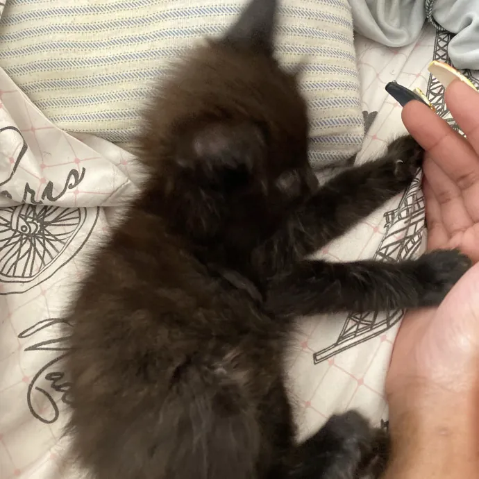 Gentle Reliable Cat Sitter