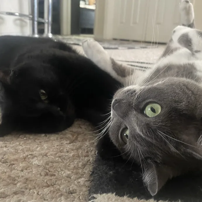 Gentle Reliable Cat Sitter