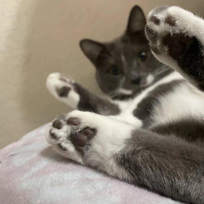 Gentle Reliable Cat Sitter