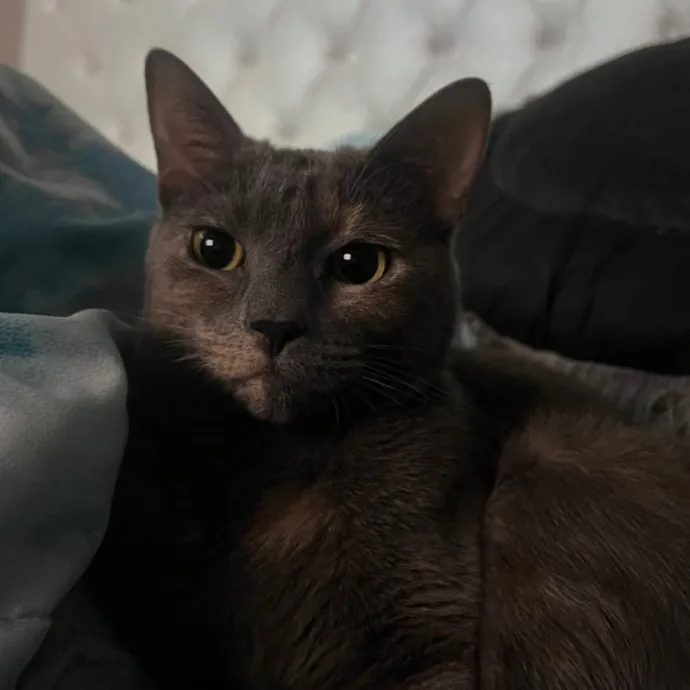 Gentle Reliable Cat Sitter