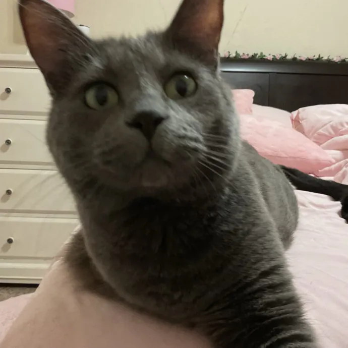 Gentle Reliable Cat Sitter