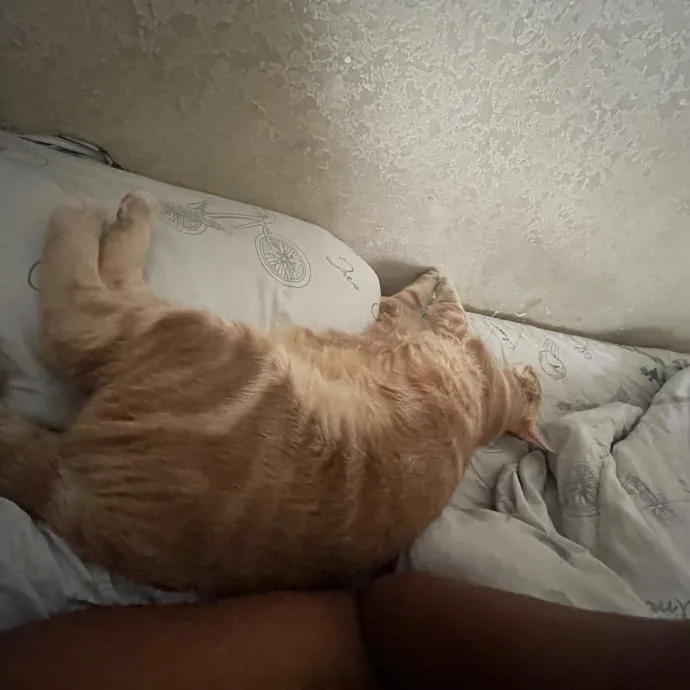Gentle Reliable Cat Sitter