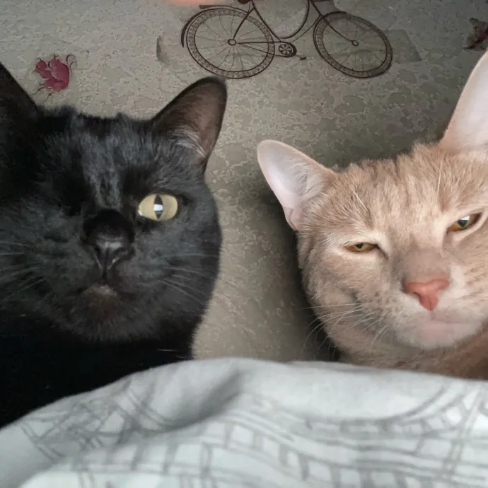 Gentle Reliable Cat Sitter