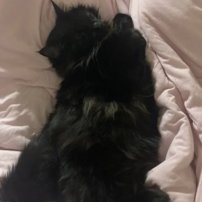 Gentle Reliable Cat Sitter