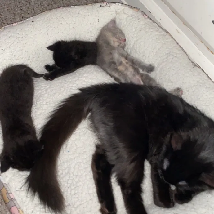 Gentle Reliable Cat Sitter