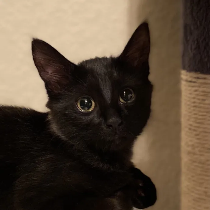 Gentle Reliable Cat Sitter