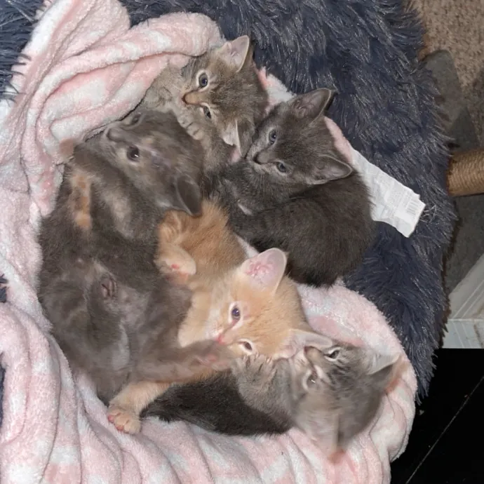 Gentle Reliable Cat Sitter