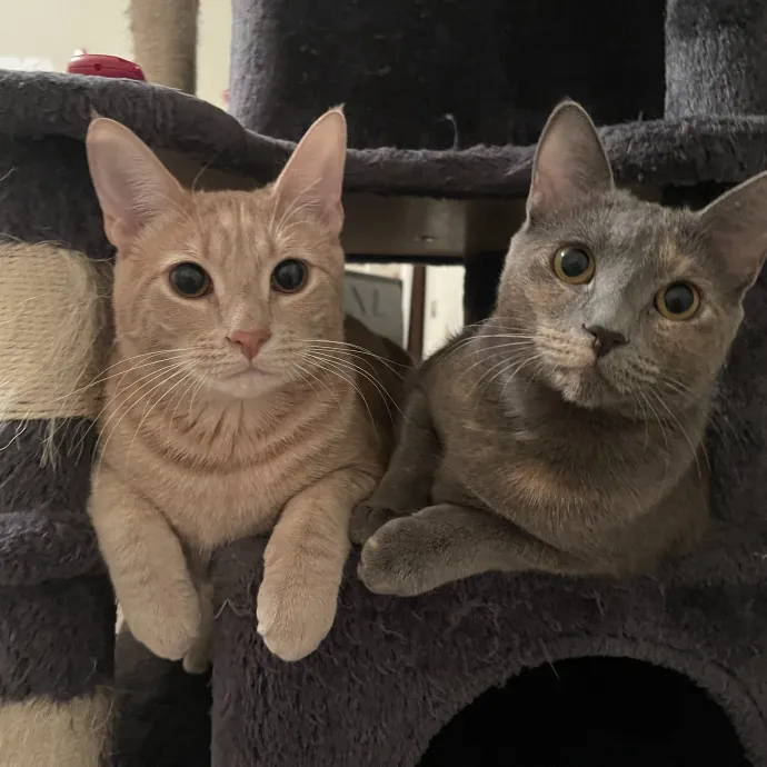 Gentle Reliable Cat Sitter