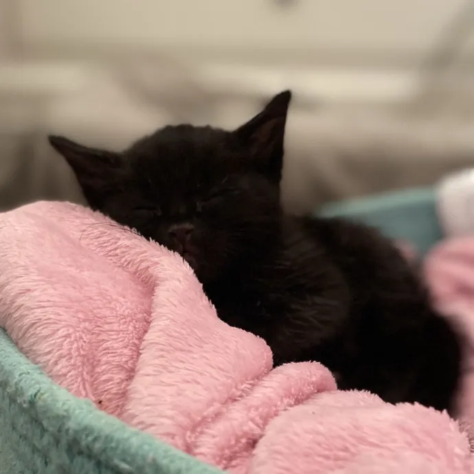Gentle Reliable Cat Sitter