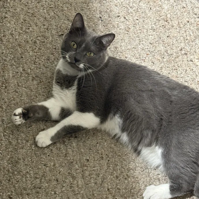 Gentle Reliable Cat Sitter