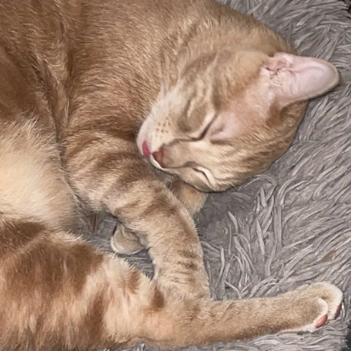 Gentle Reliable Cat Sitter
