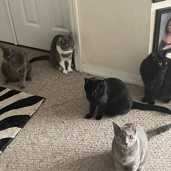 Gentle Reliable Cat Sitter