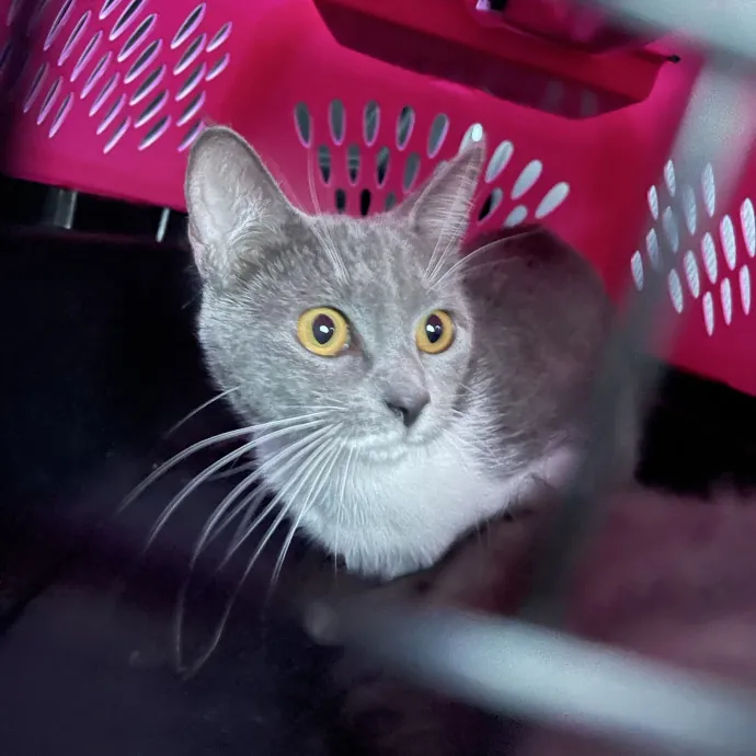 Gentle Reliable Cat Sitter