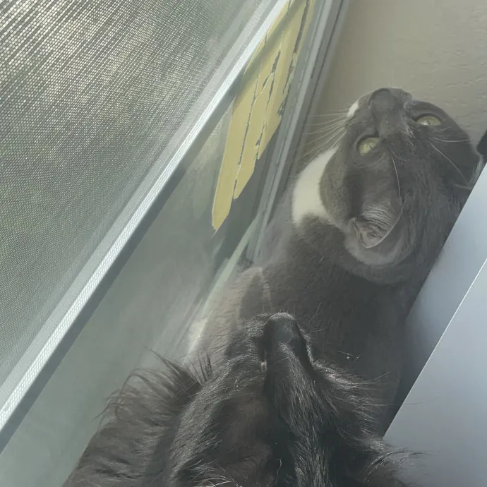 Gentle Reliable Cat Sitter