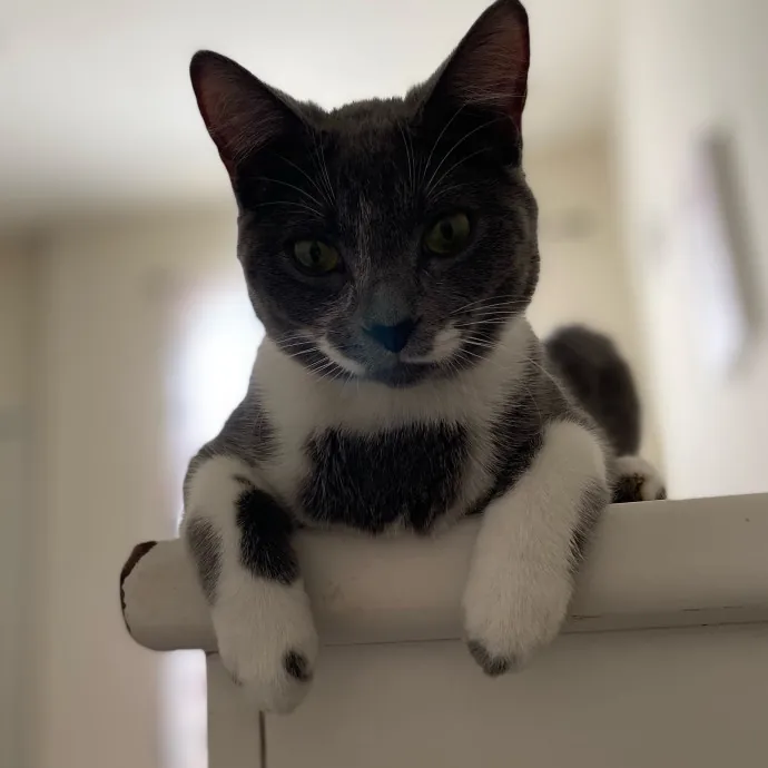 Gentle Reliable Cat Sitter