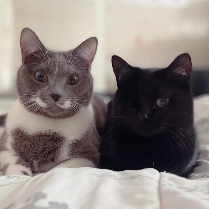 Gentle Reliable Cat Sitter