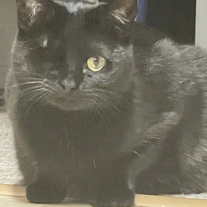 Gentle Reliable Cat Sitter