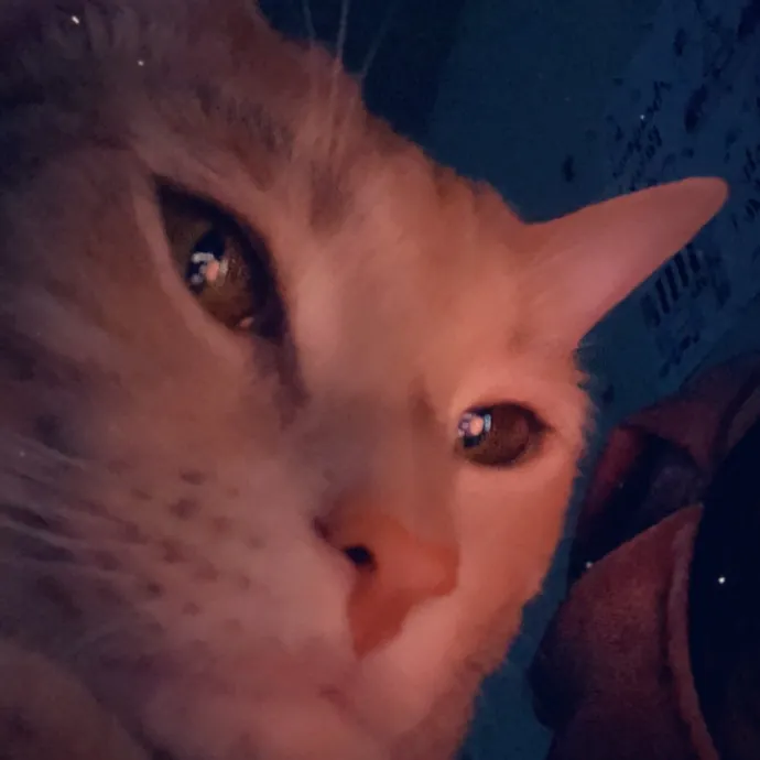 Gentle Reliable Cat Sitter