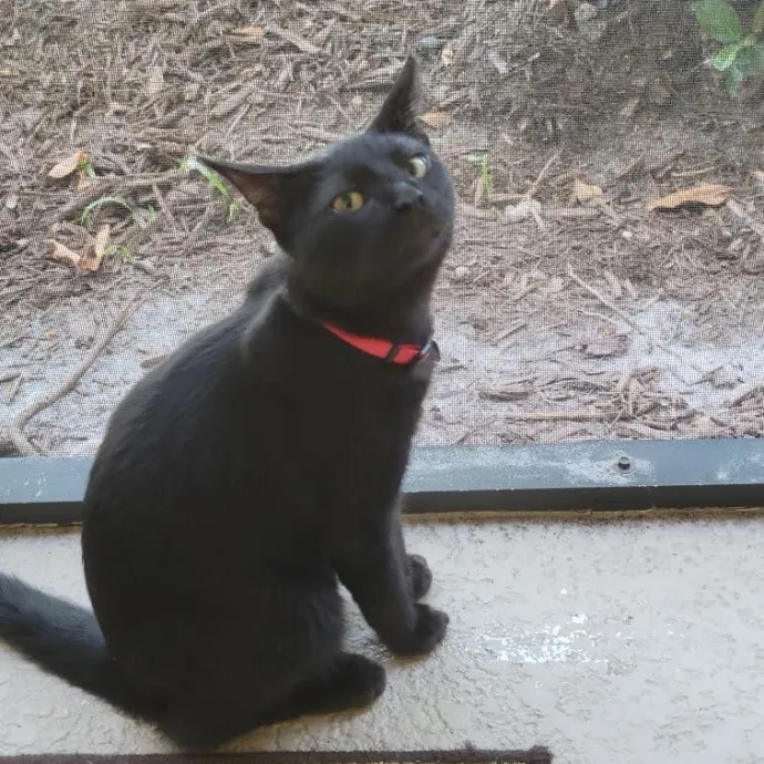Gentle Reliable Cat Sitter