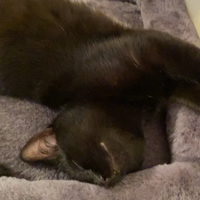 Gentle Reliable Cat Sitter