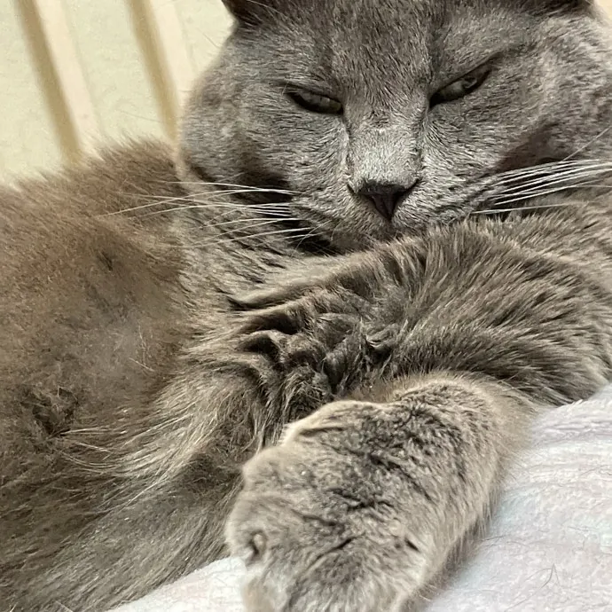 Gentle Reliable Cat Sitter