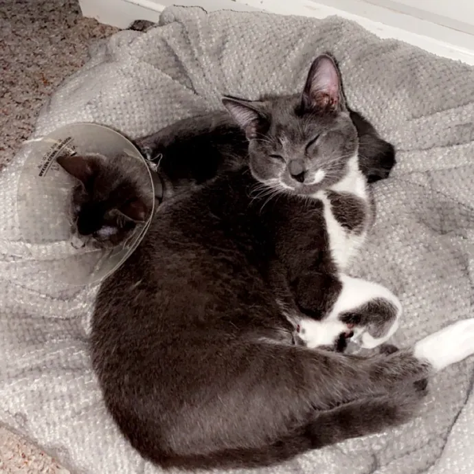 Gentle Reliable Cat Sitter