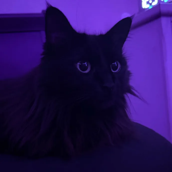 Gentle Reliable Cat Sitter