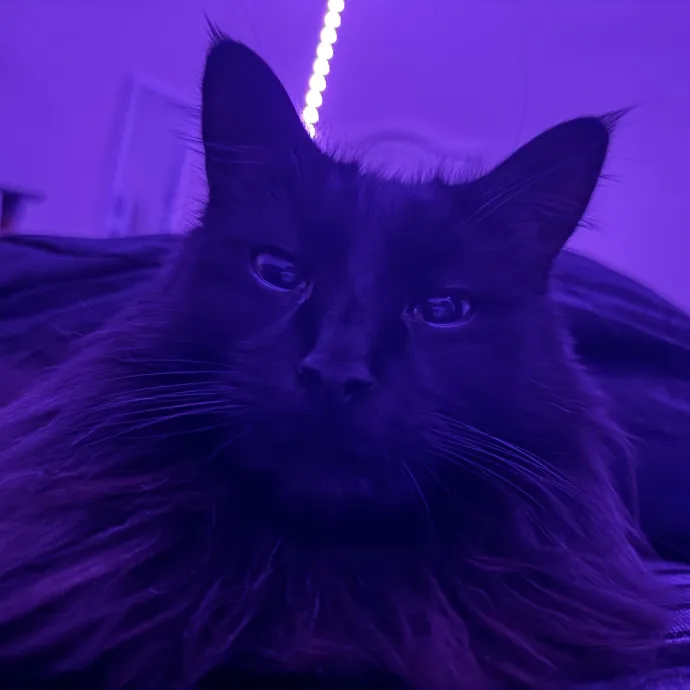 Gentle Reliable Cat Sitter