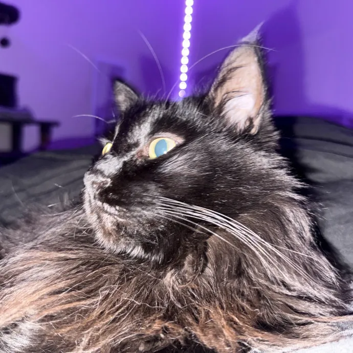 Gentle Reliable Cat Sitter