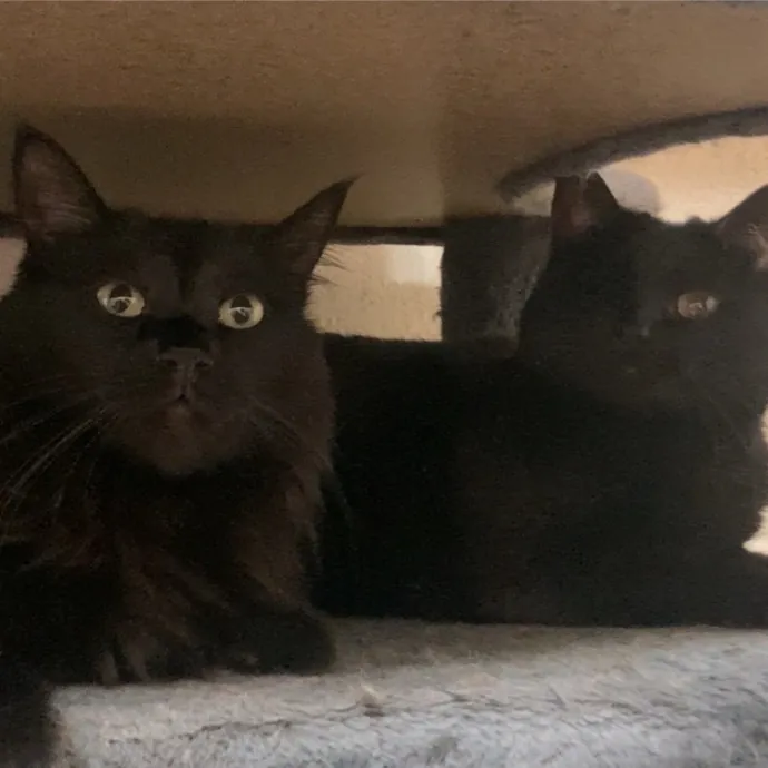 Gentle Reliable Cat Sitter